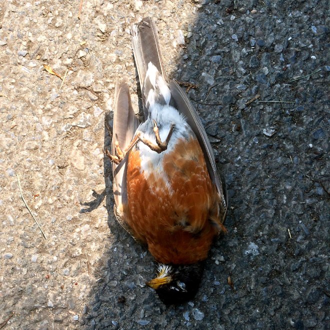 "I have never seen a greater monster or miracle than myself." Montaigne