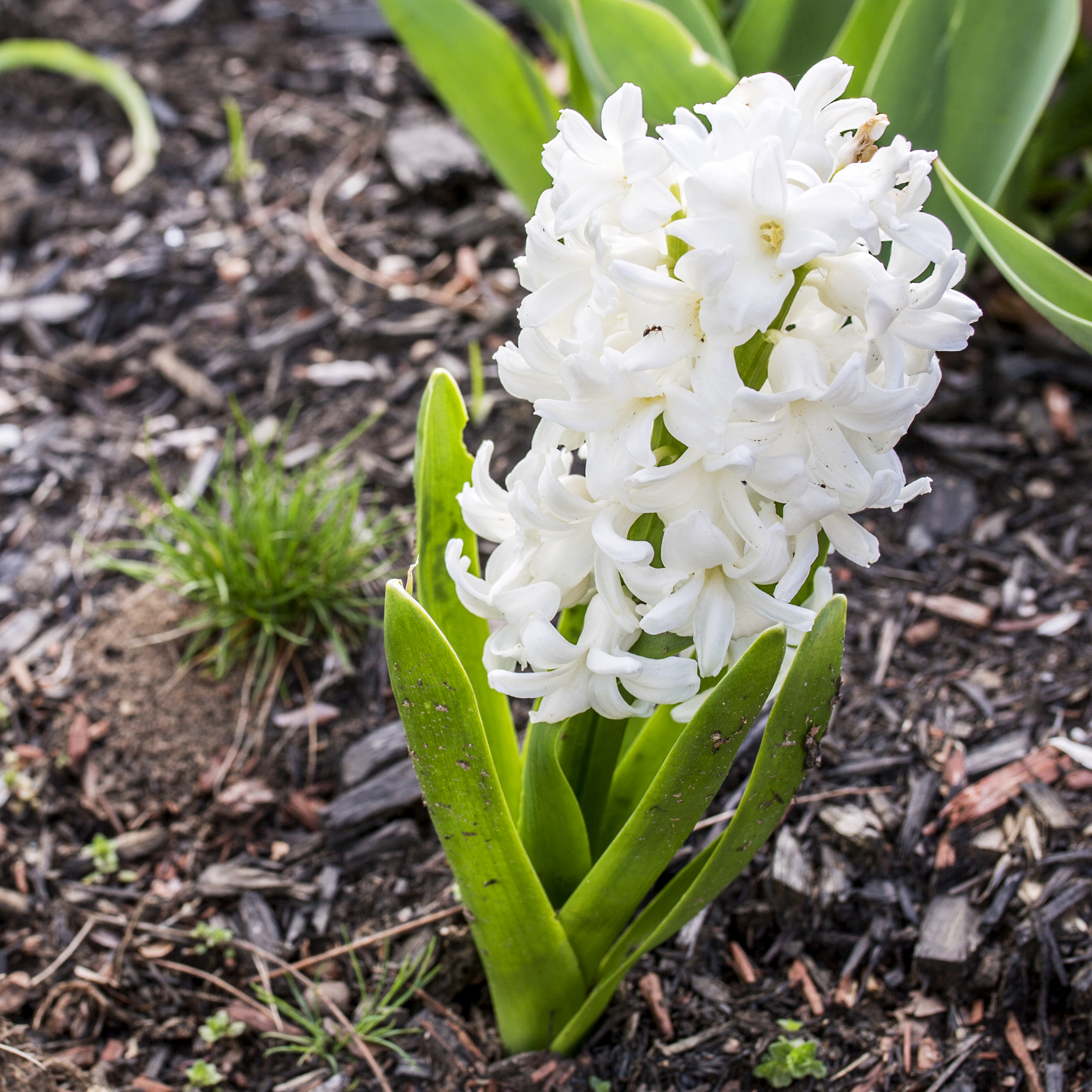 white-hyacinth-with-ant