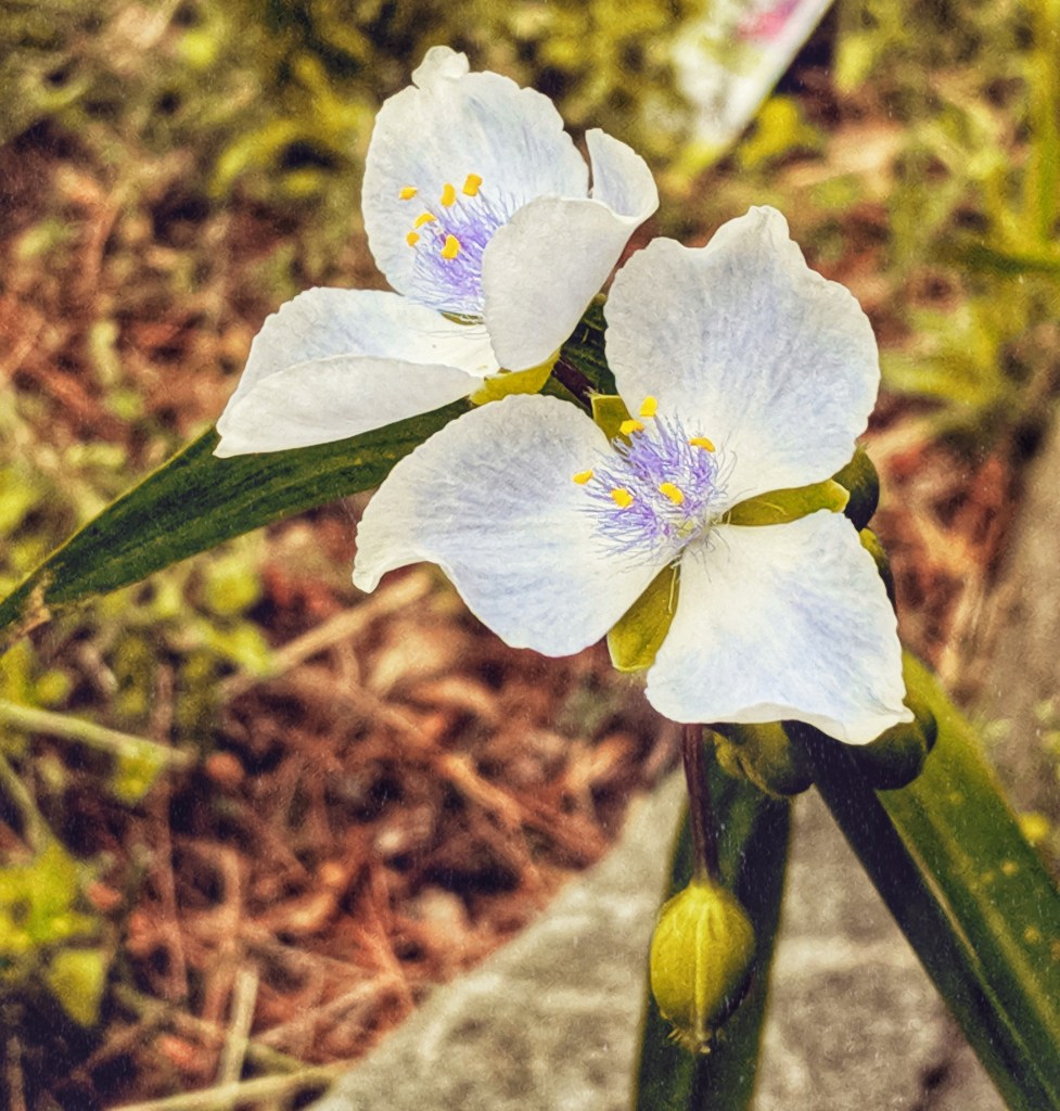 How You Are Like a Cantaloupe