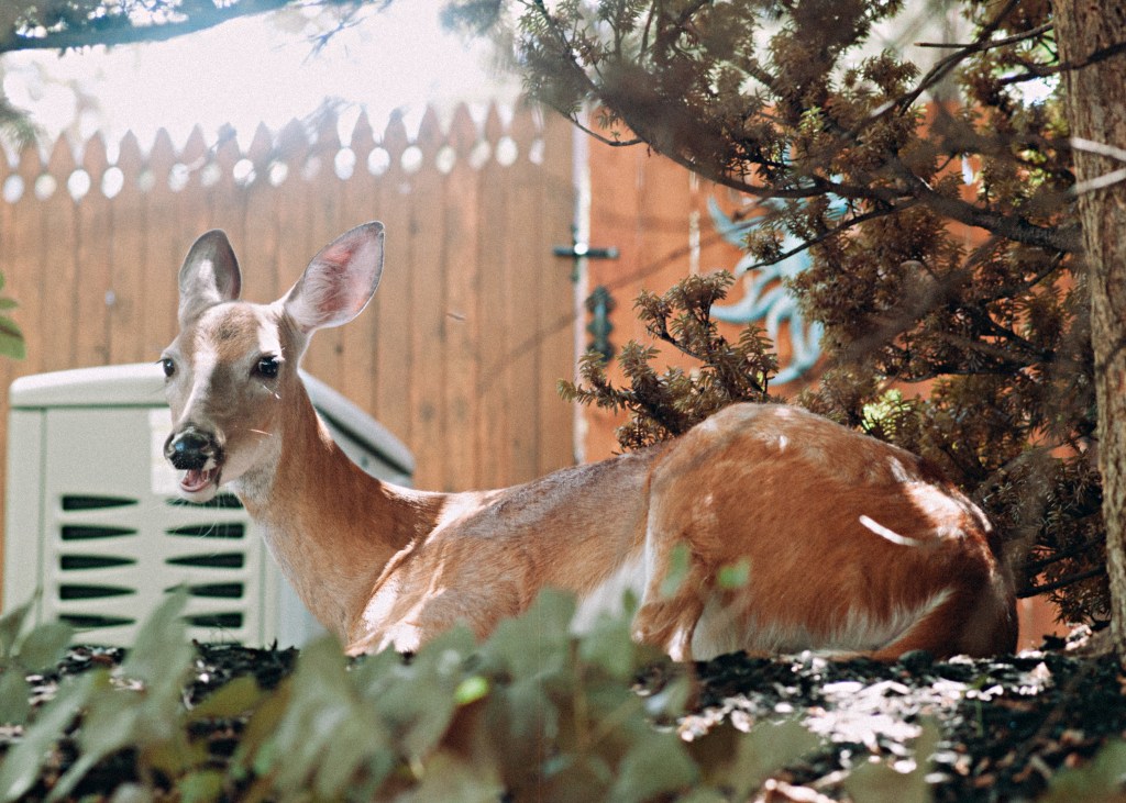 A deer resting in a garden, surrounded by shrubbery and a wooden fence in the background.